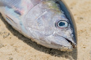 ZanzibarA9A0261920180131-1