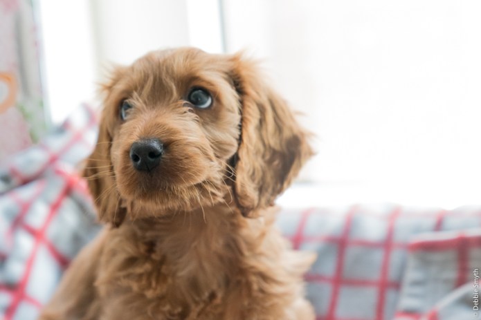 CooperA730277920180211-1