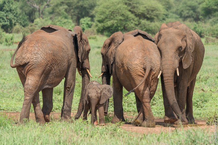 TanzaniaA9A0110820180124-1-2