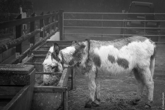 DevonDSC0003320180211-1