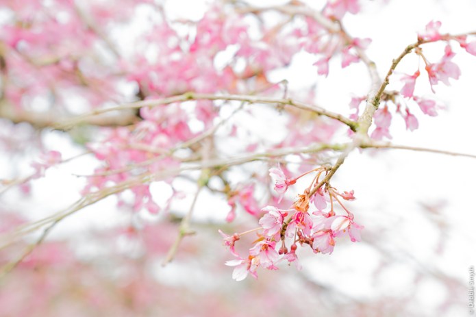 DevonDSC0988320180211-1