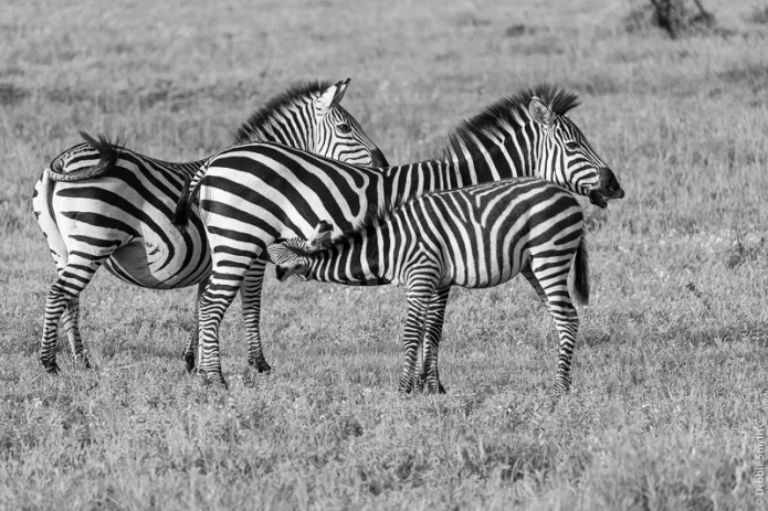 TanzaniaA9A0083520180123-1-2