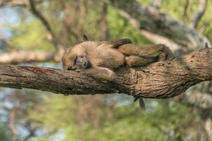 TanzaniaA9A0101620180124-1