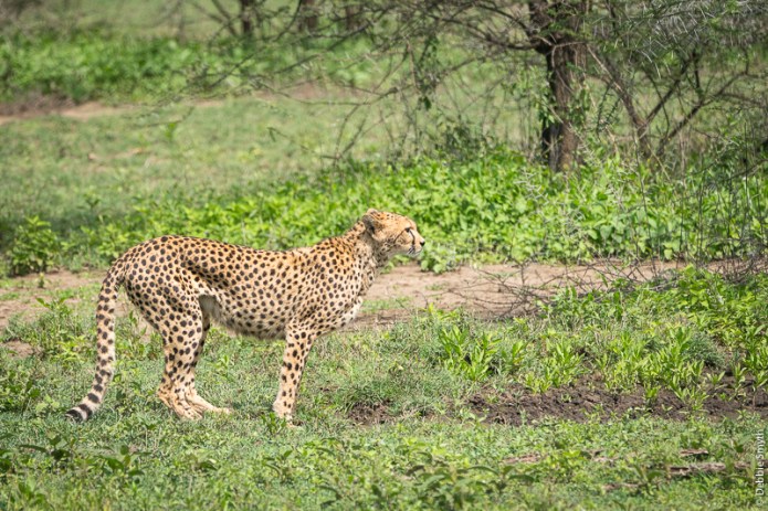 TanzaniaA730087620170127-1