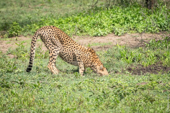 TanzaniaA730087820170127-1