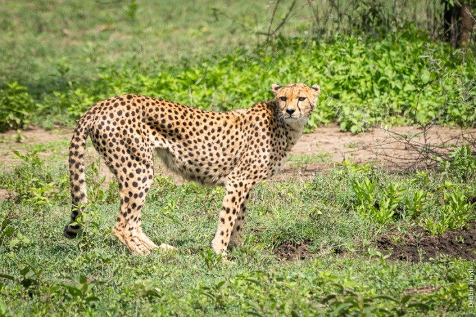 TanzaniaA730088020170127-1-2