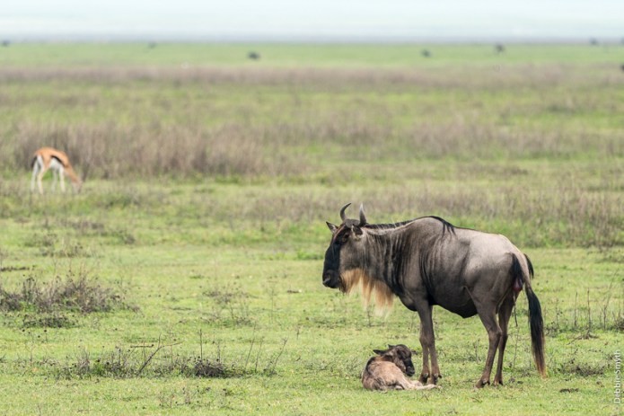 TanzaniaA730029520170126-1