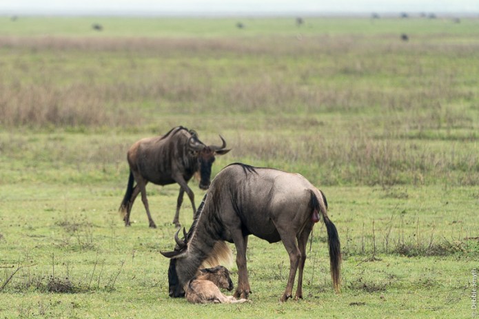 TanzaniaA730029720170126-1