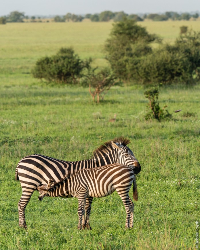 TanzaniaA9A0084420180123-1