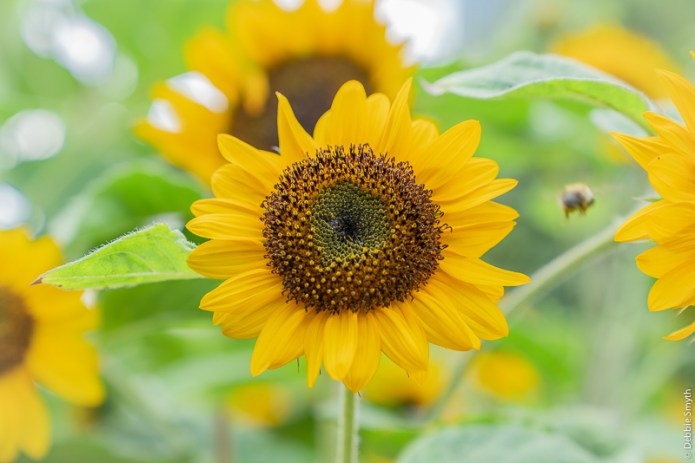 ParisA730904920180211-1