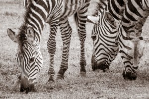 TanzaniaA730030120170126-1-4