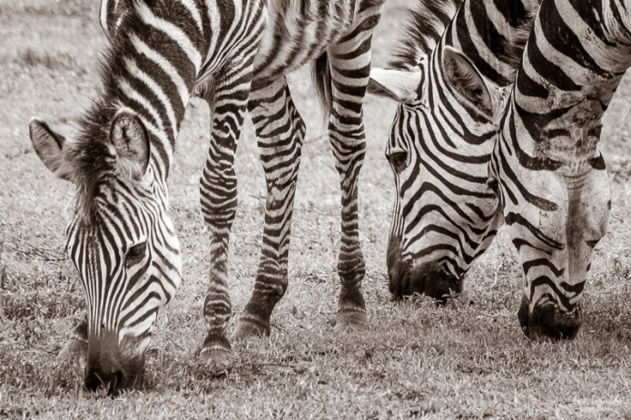 TanzaniaA730030120170126-1-4