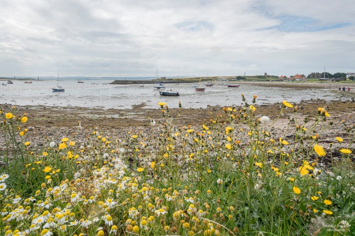 BamburghHolyIslandDSC0713120170814-1