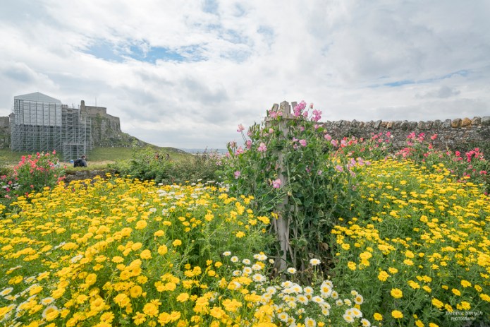 BamburghHolyIslandDSC0713720170814-1