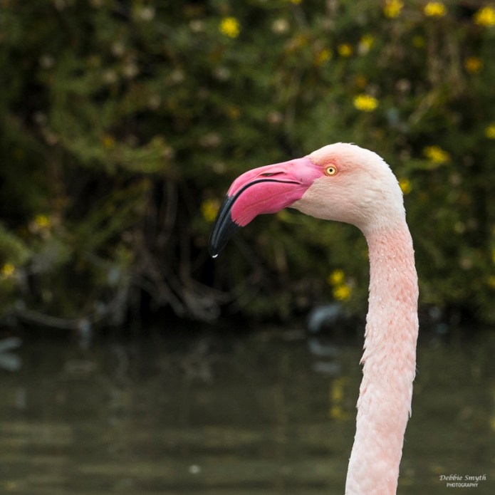 Camargue-2016100703229-1-5