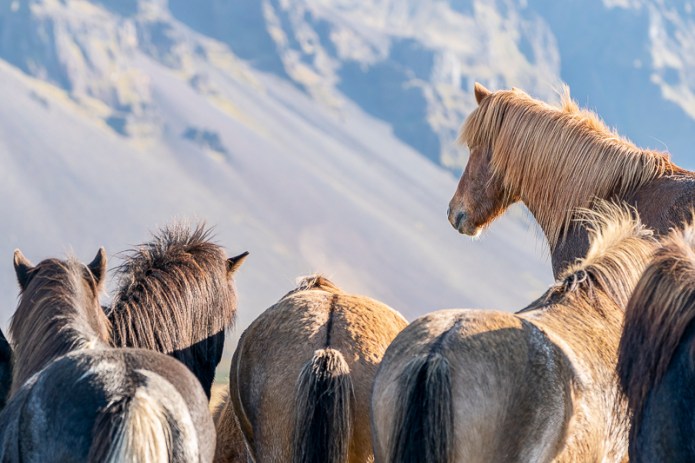 SouthIcelandA9A0026920180211-1