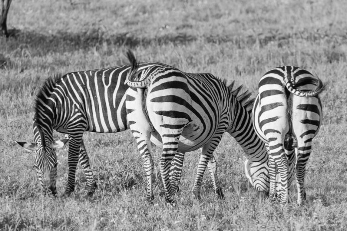 TanzaniaA9A0082120180123-1