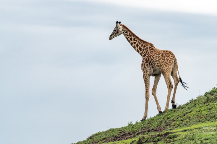 TanzaniaA730057320170127-1-2