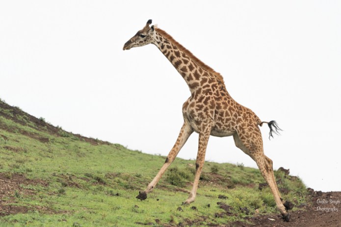 TanzaniaA730057620170127-1-2