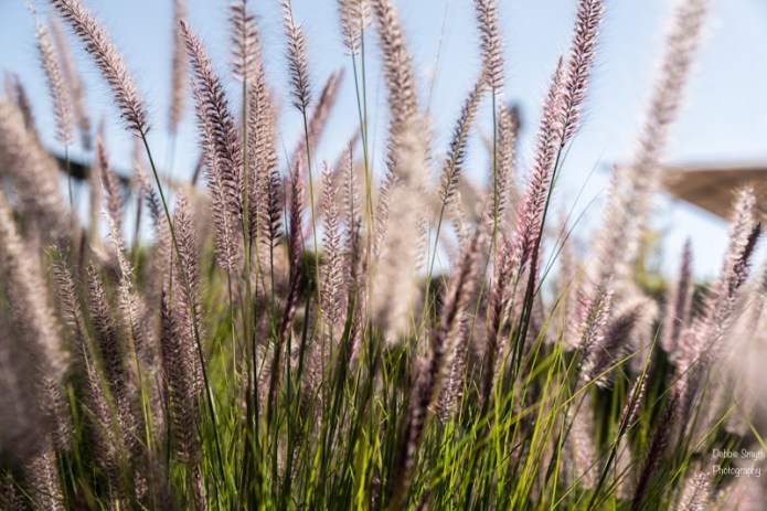 OmanA730377620180211-1