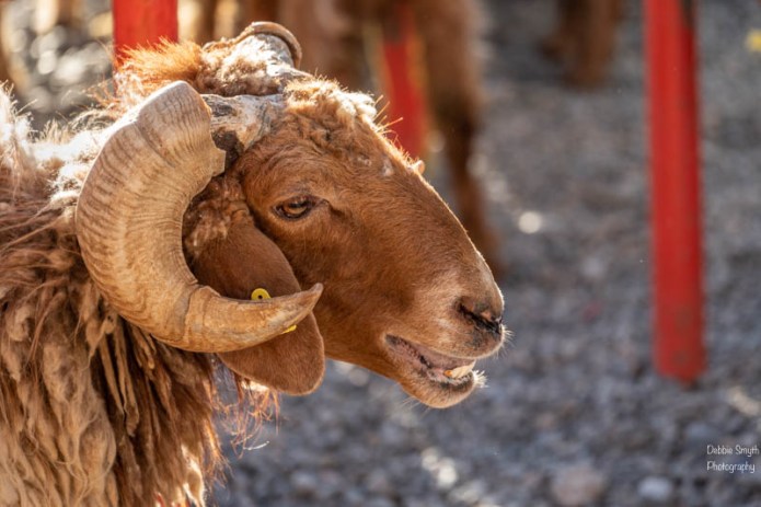 OmanA9A0355420180211-1