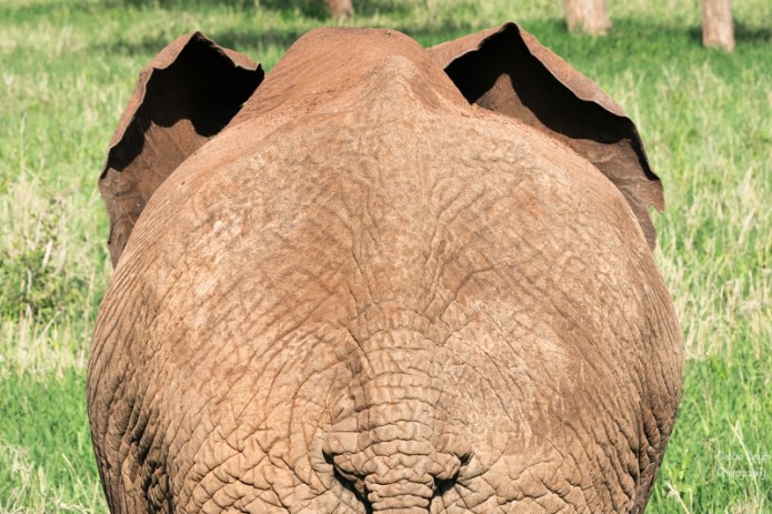 TanzaniaA9A0065520180123-1-2