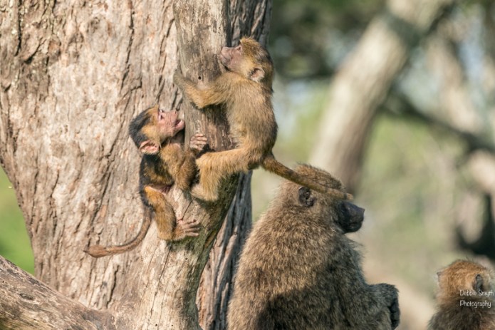 TanzaniaA9A0096820180124-1