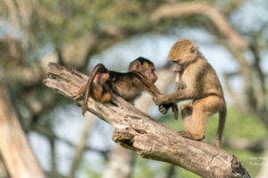 TanzaniaA9A0102220180124-1