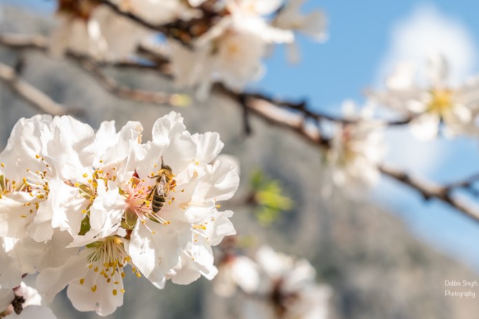 DelphiA730689320180211-1