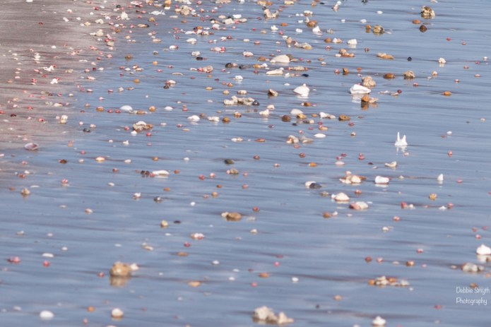 OmanA9A0397320180211-1-2