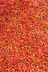 sapadsc0101220170924-1-2