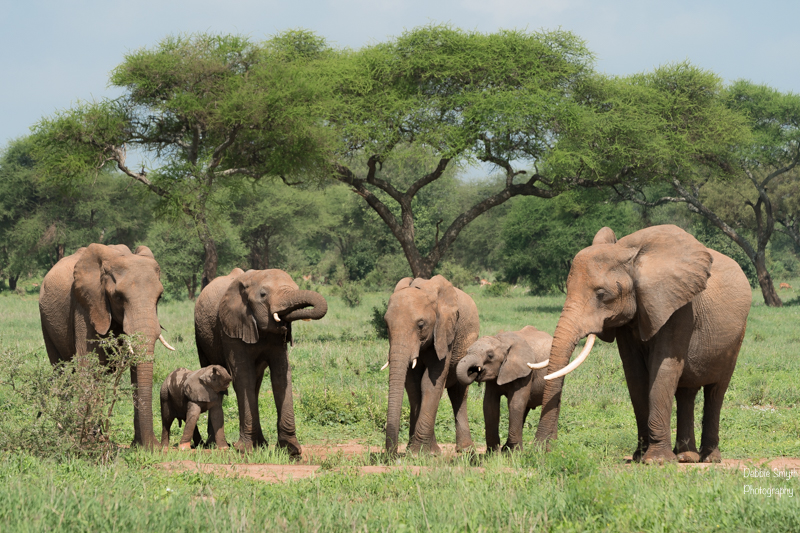 TanzaniaA9A0109620180124-1