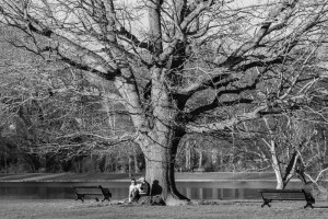 company under tree in St Albans