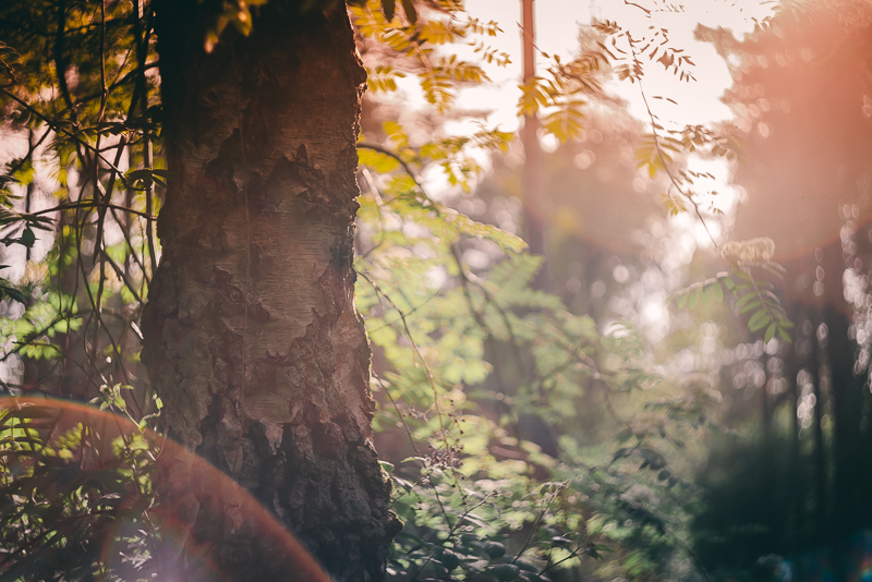 light flare among trees in golden hour
