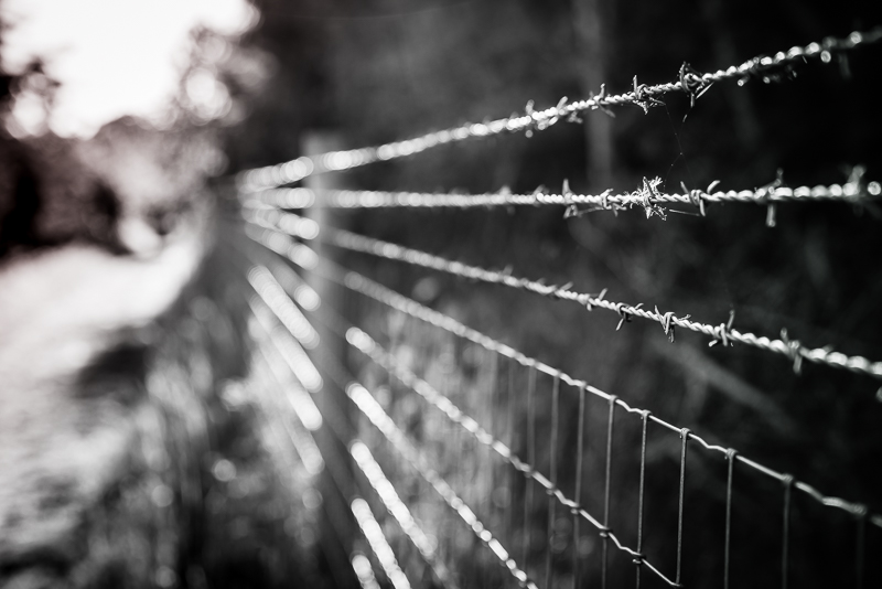 evening sunlight golden hour on barbed wire in lockdown with bokeh, Sony A73R