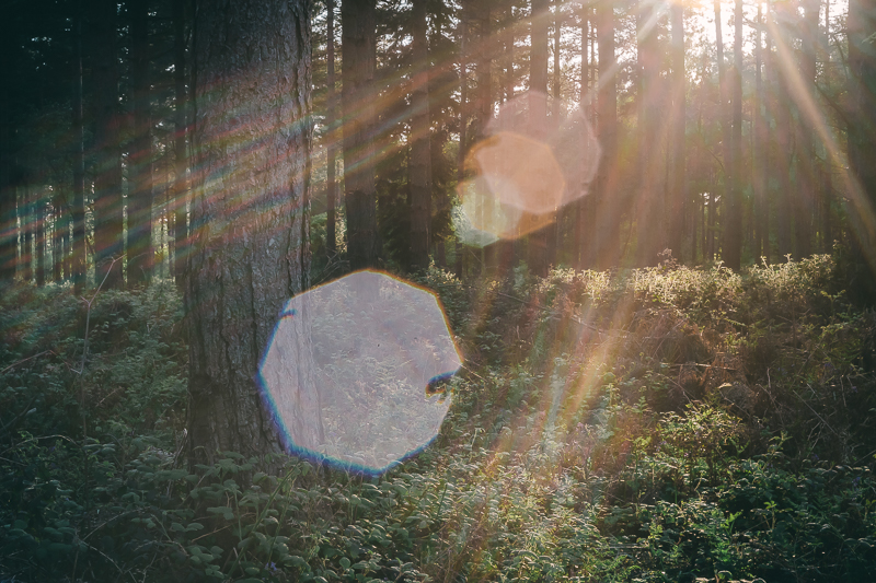 light flare among trees in golden hour