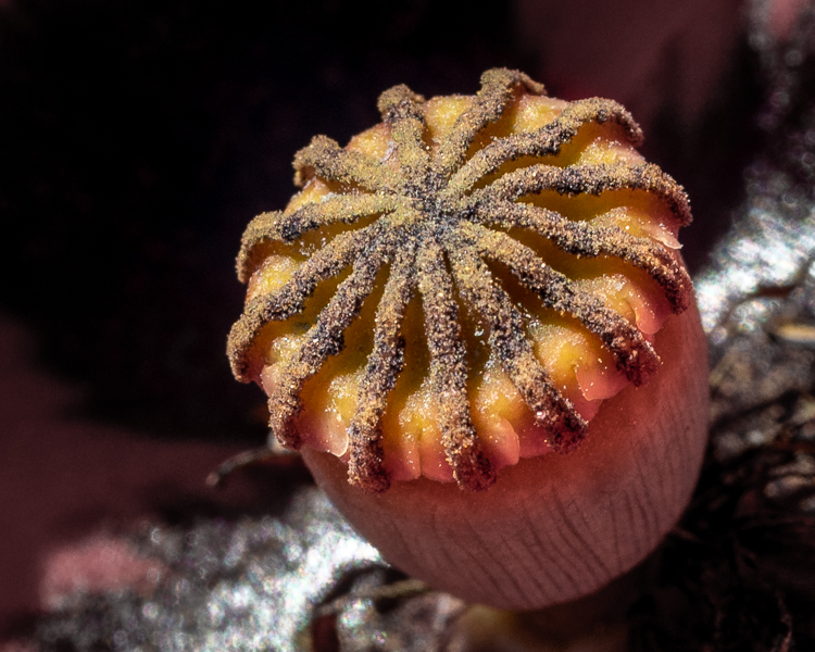 mystery photo - looks like iced muffin