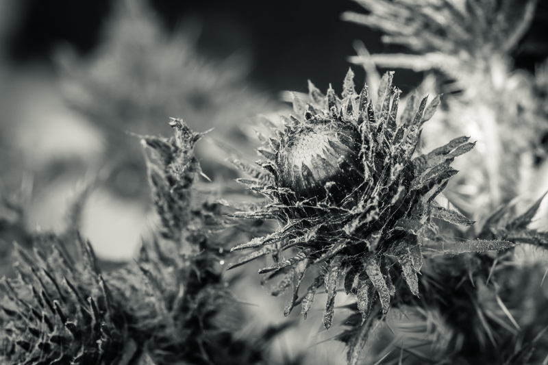 budding thistle in black and white