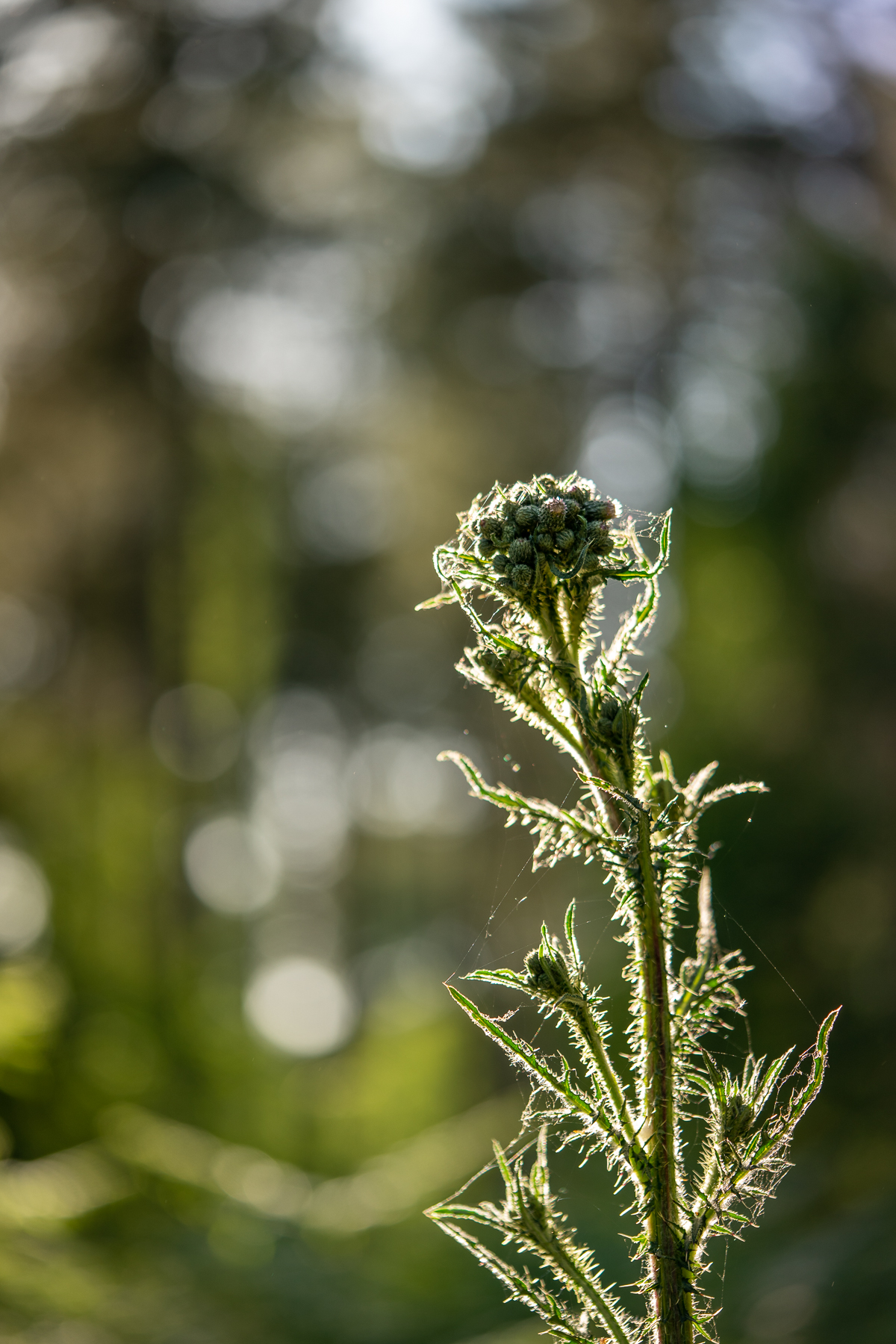 Budding thistle backlit by low sun