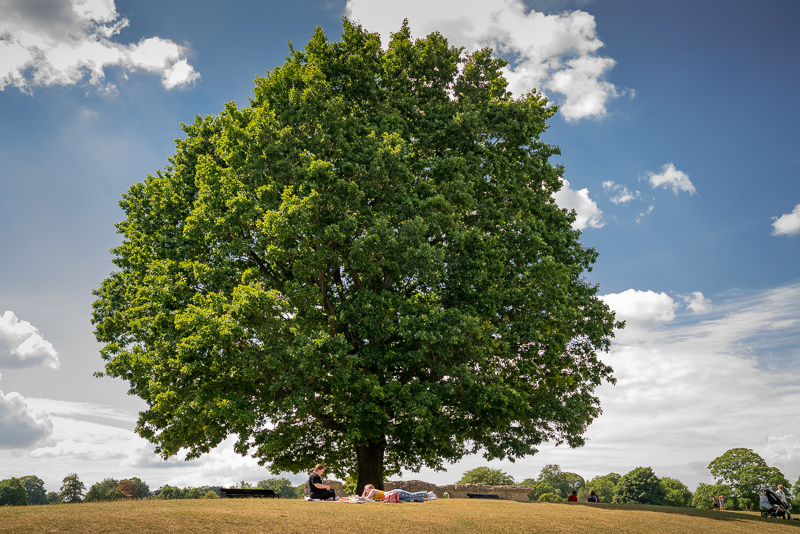 2 people enjoying a picnic beneath a tree