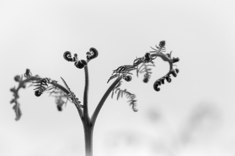 Black and white close up of a fern unfurling