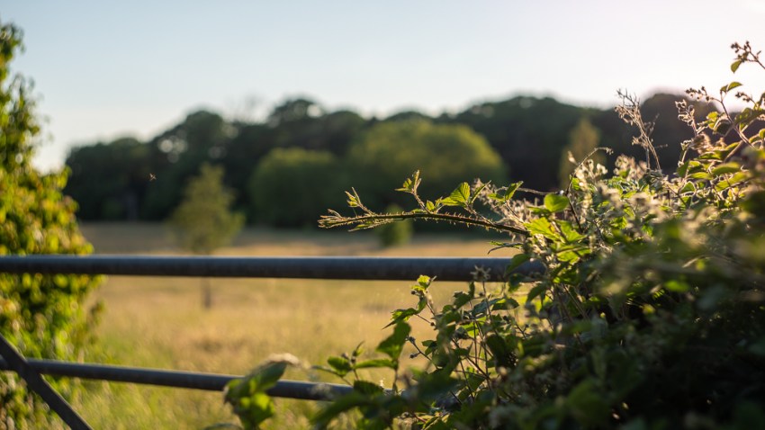 view of open field beyond fence at golden hour