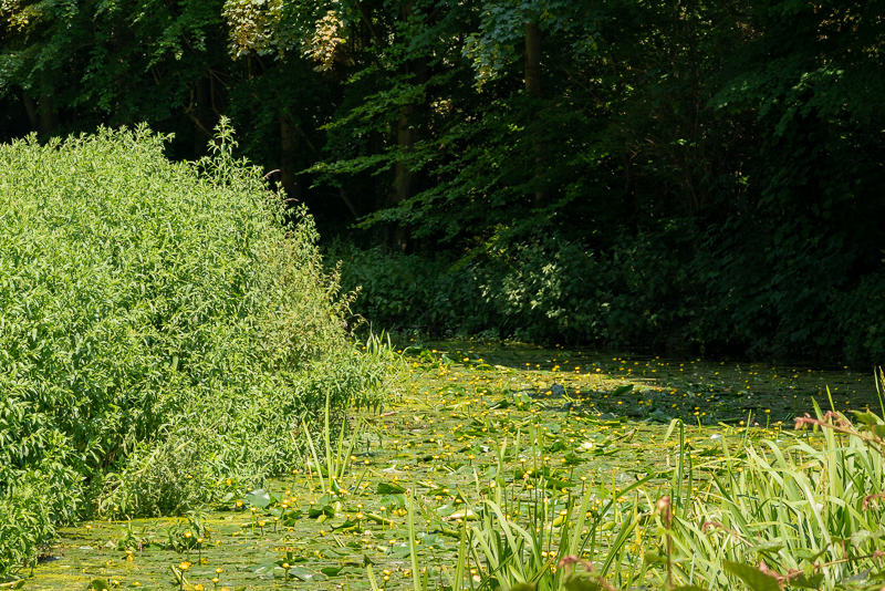 ily-covered Quy Water