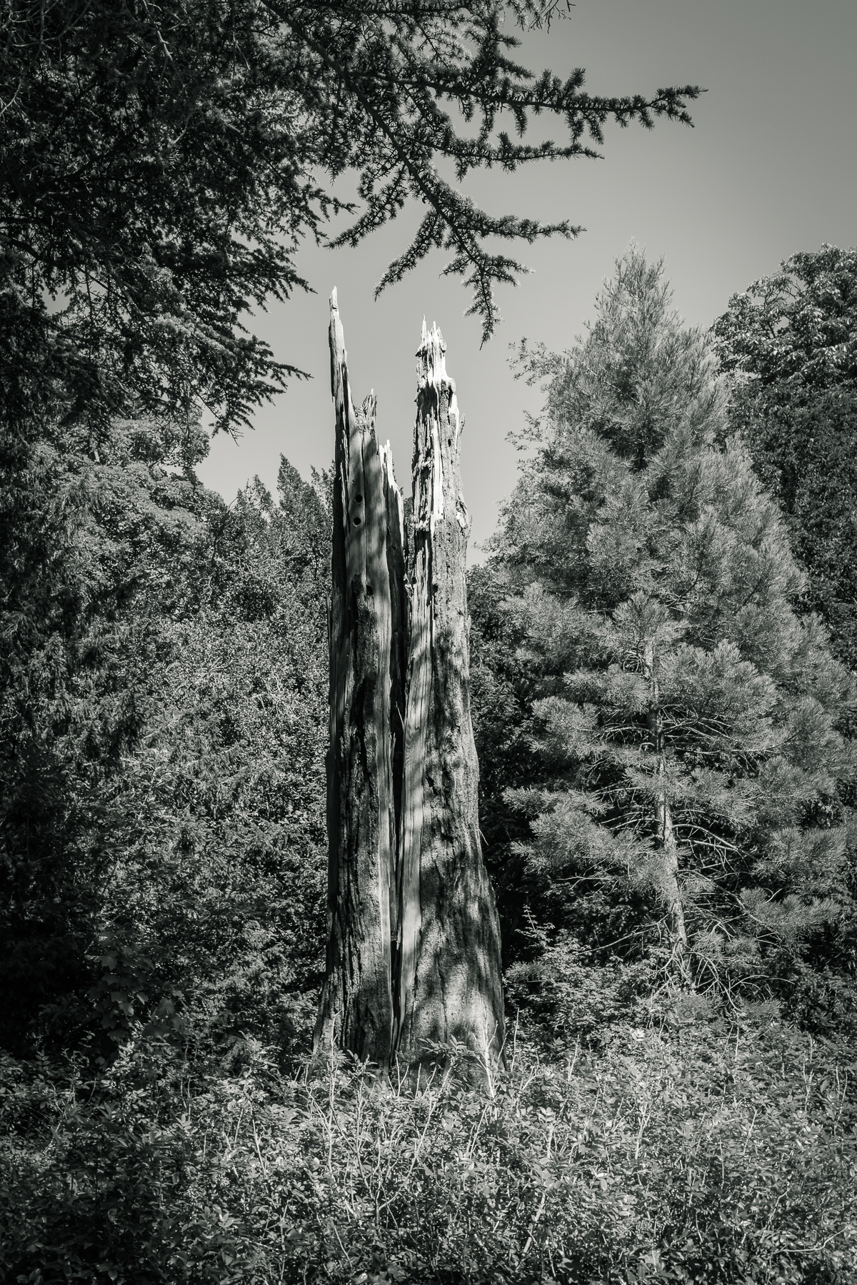 jagged redwood tree struck by lightning