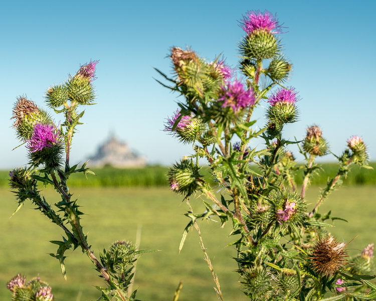 purple thistles on coast of Bay of St Michel with Mont St Michel in distance