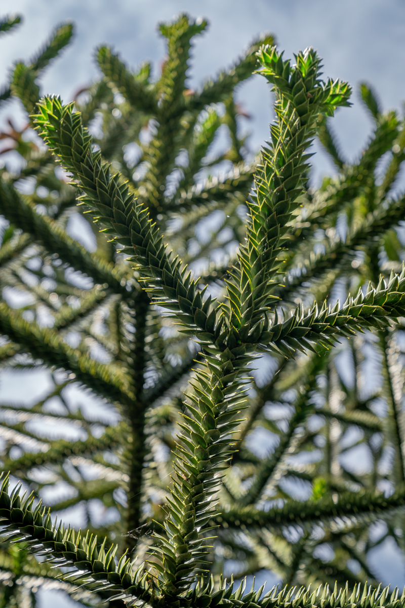 monkey puzzle branches