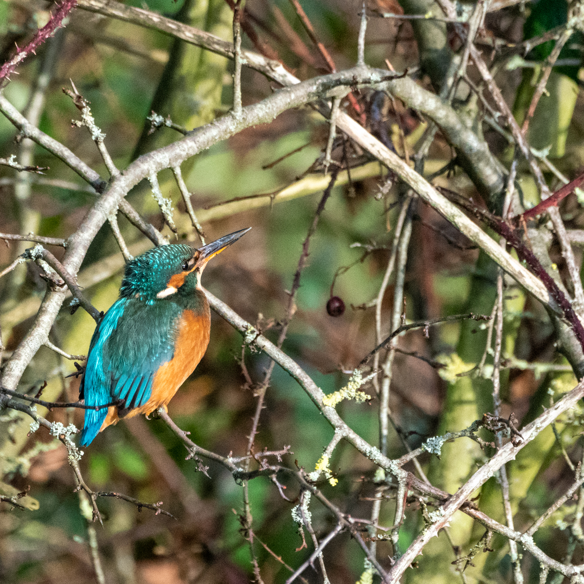 young female kingfisher looking up
