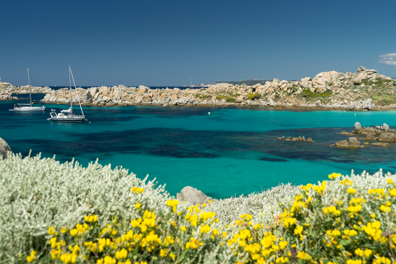 View to aquamarine sea with bright yellow flowers in foreground