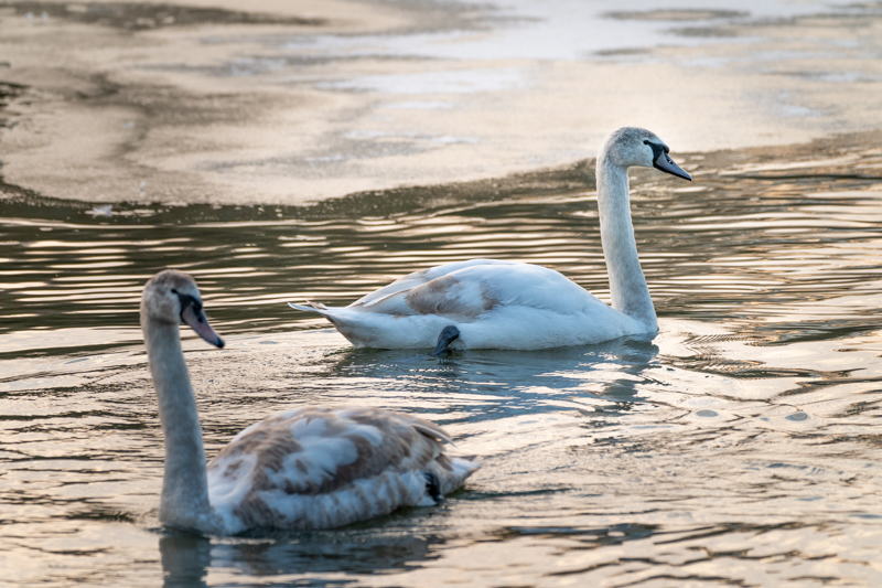 2 swans on an icy lake