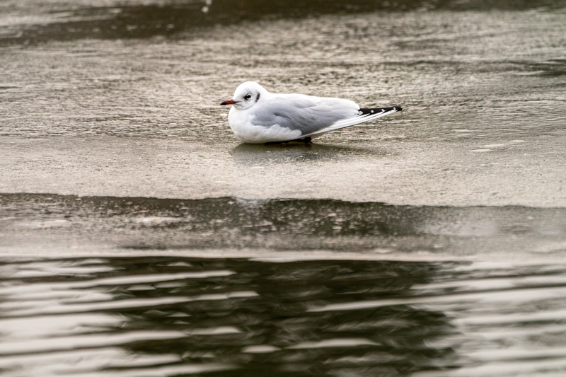 gull an an icy lake
